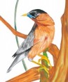 /album/fotogaleria/pajaro-jpg/